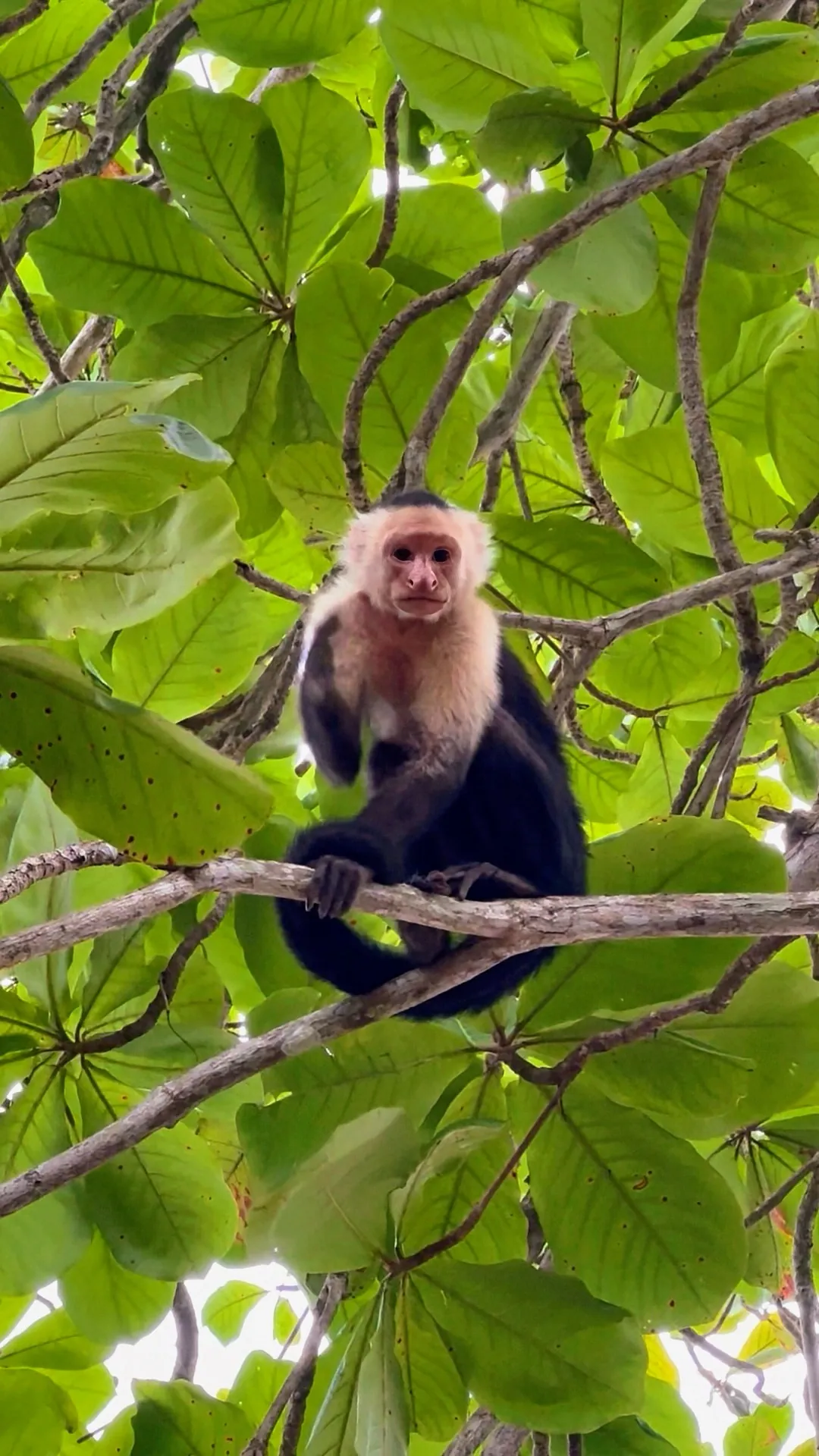 Wild capuchin monkey in the trees around Santa Teresa