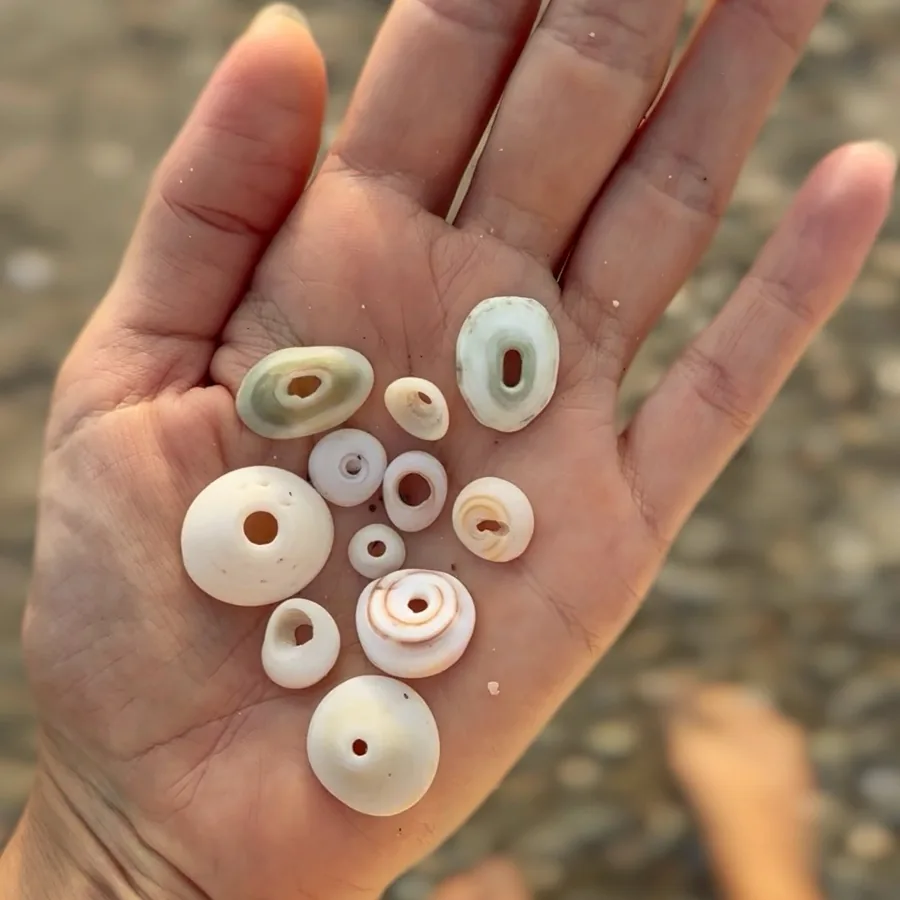Seashells collected on the beach near Peace Villa